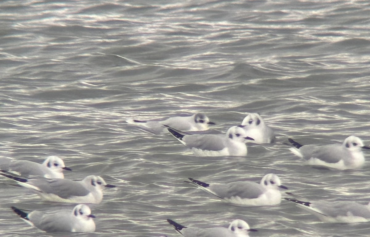 racek malý - ML646692994