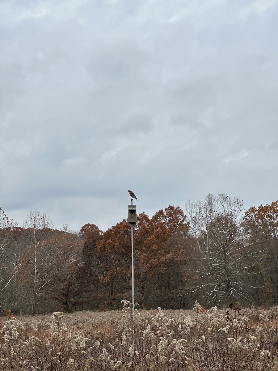 American Kestrel - ML646692999