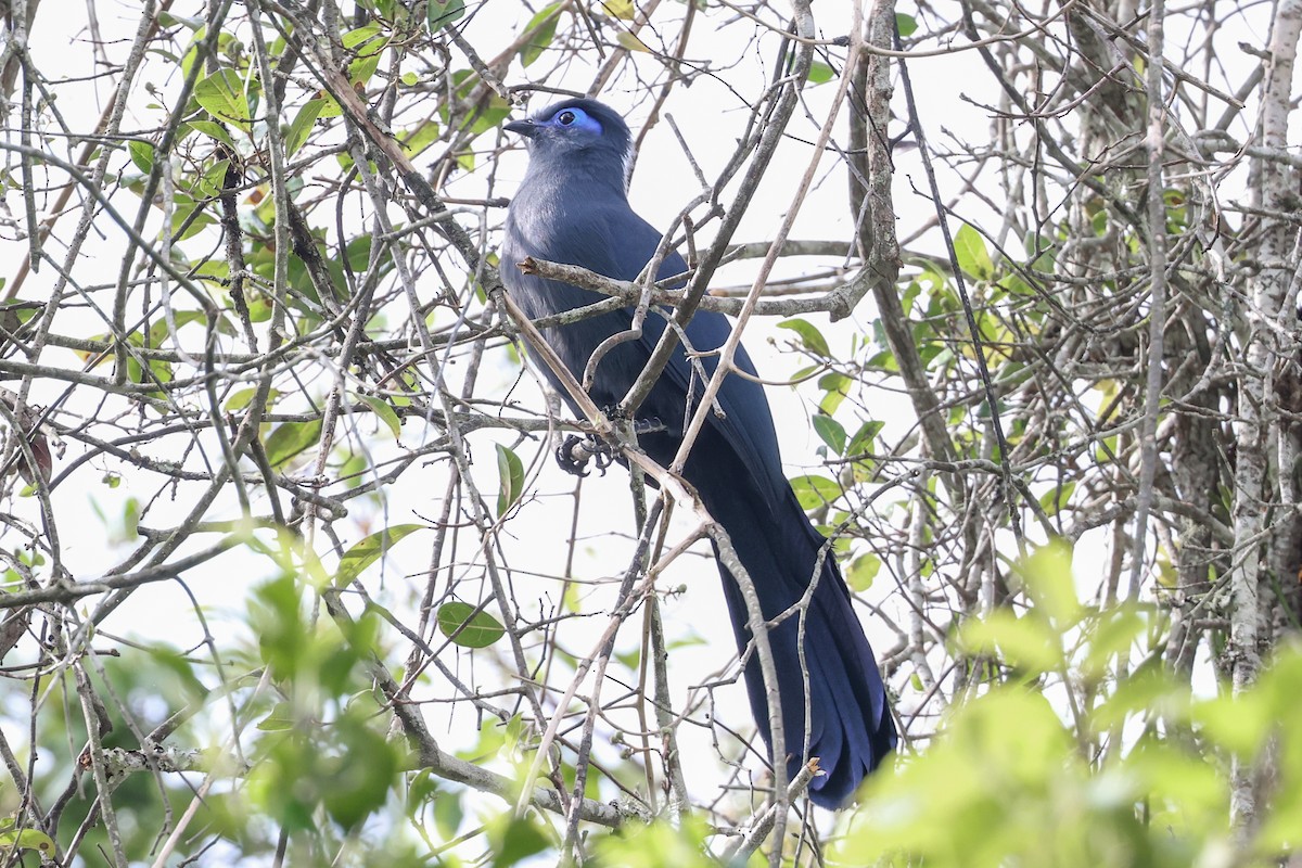 アオジカッコウ - ML646693001