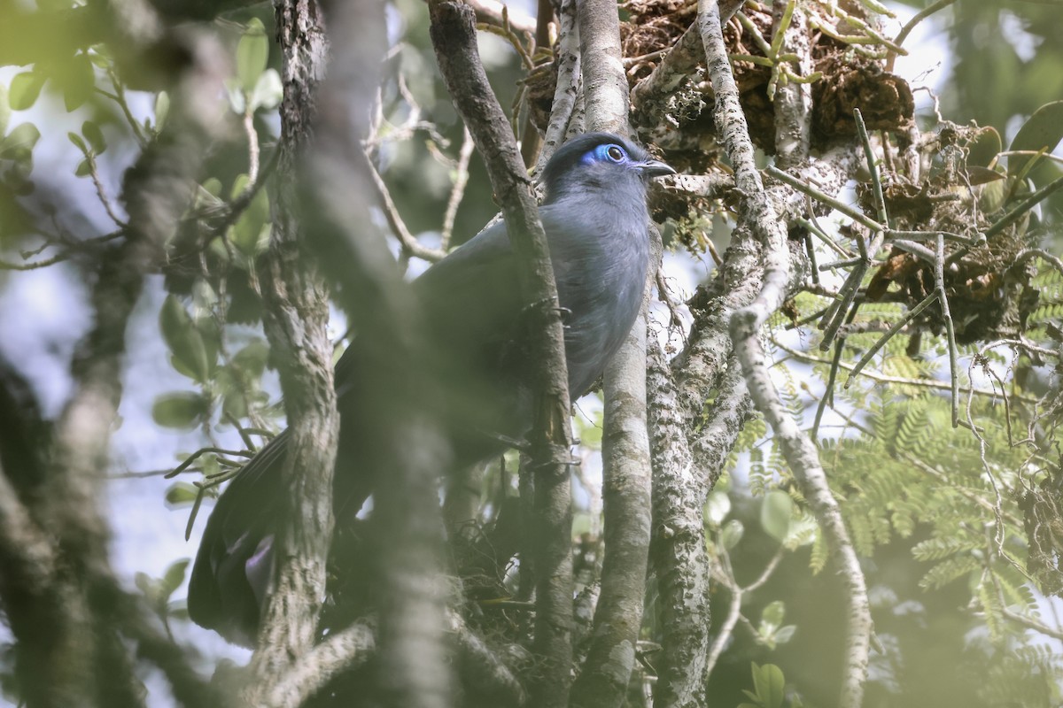 アオジカッコウ - ML646693002