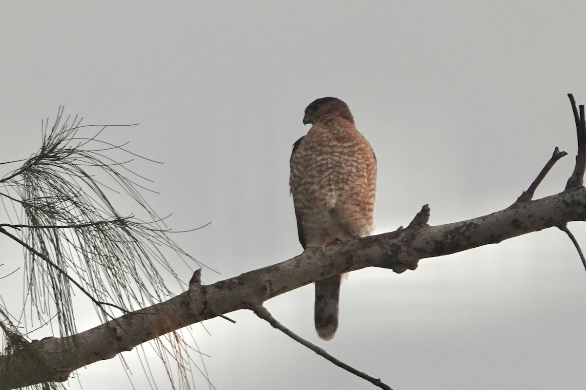 Gavilán de Cooper - ML646693003