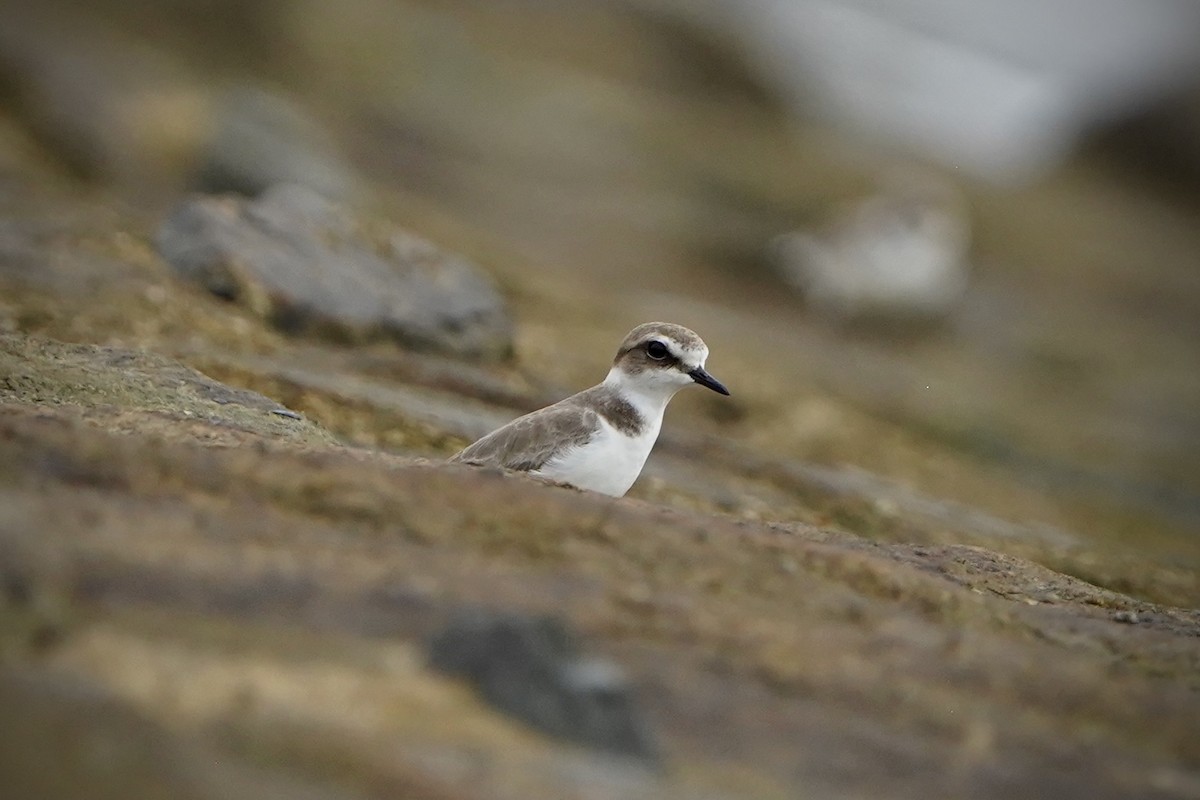 Pluvier à collier interrompu - ML646693004