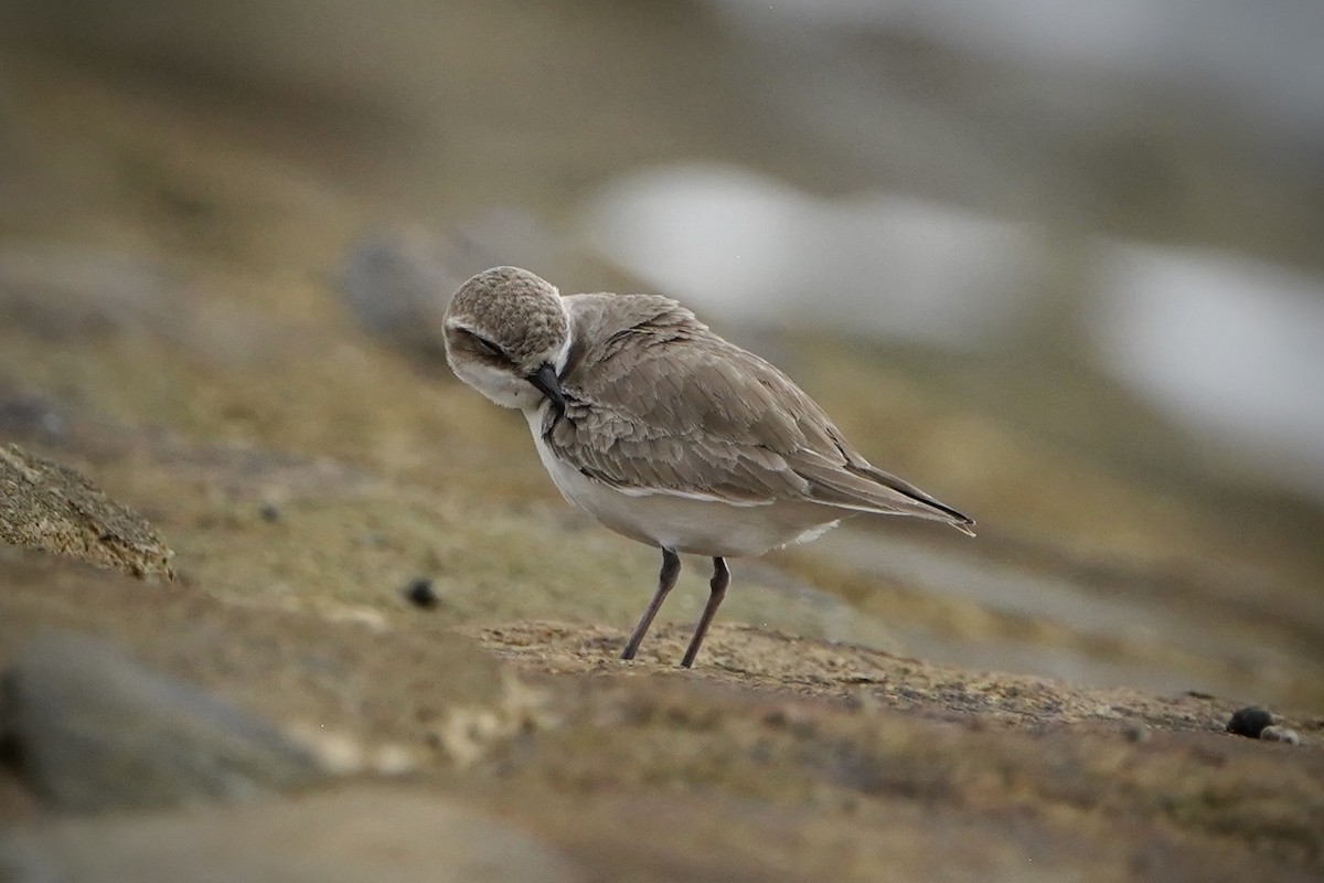 Pluvier à collier interrompu - ML646693005