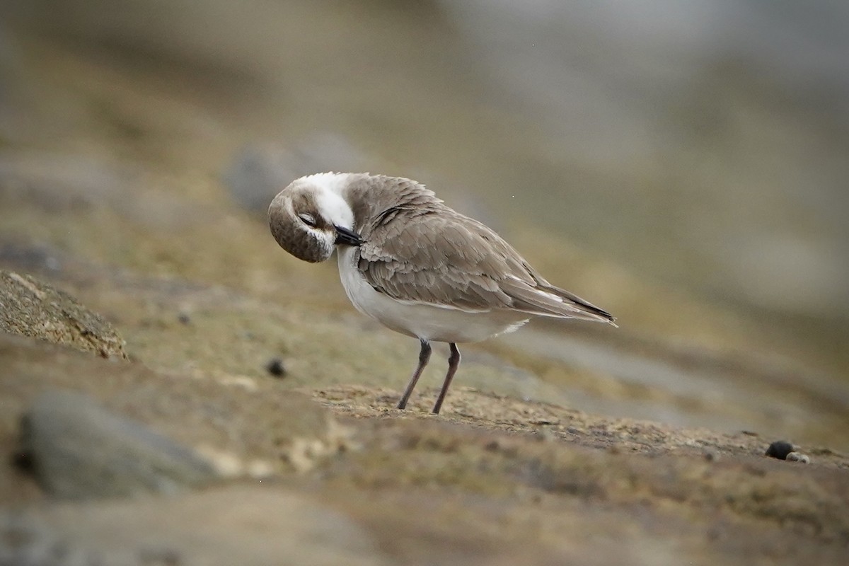 Pluvier à collier interrompu - ML646693006