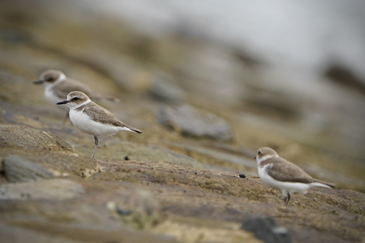 Pluvier à collier interrompu - ML646693007