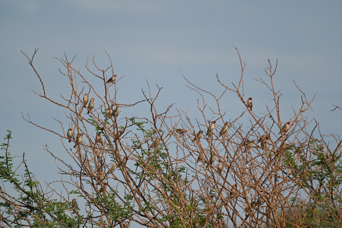 Red-billed Quelea - ML646693008