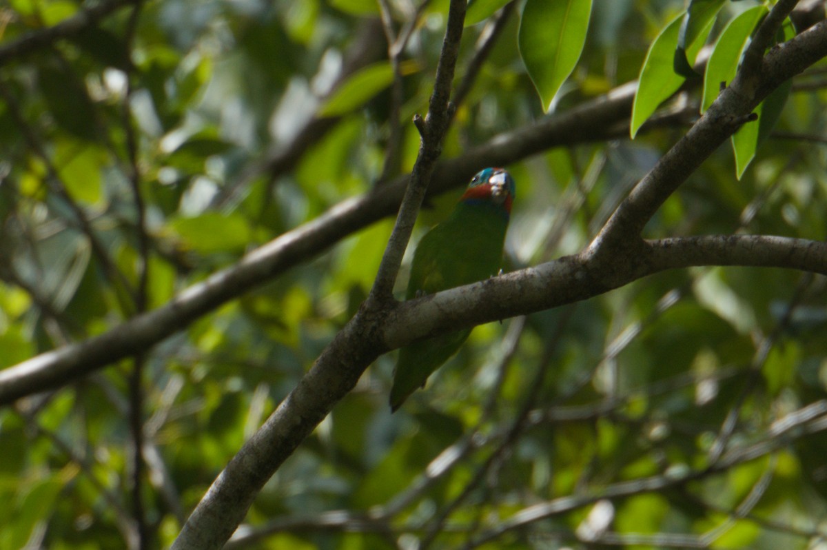 Double-eyed Fig-Parrot - ML646693014