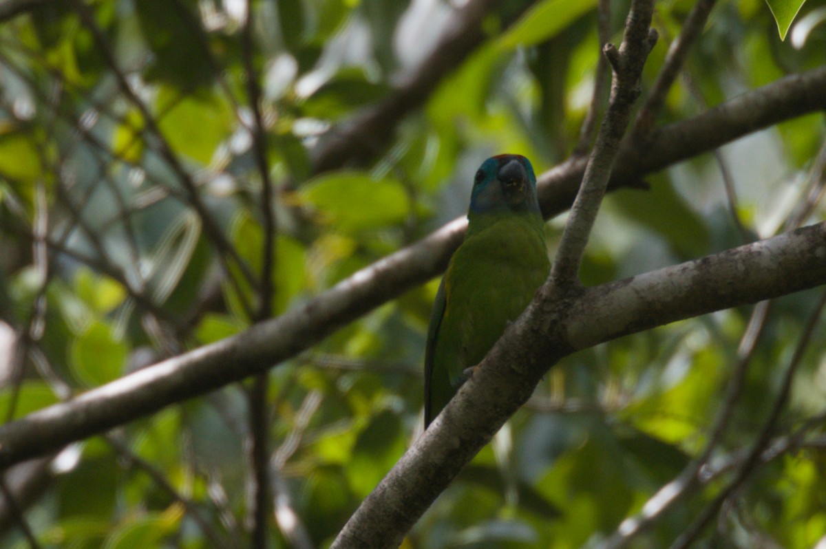 Double-eyed Fig-Parrot - ML646693015