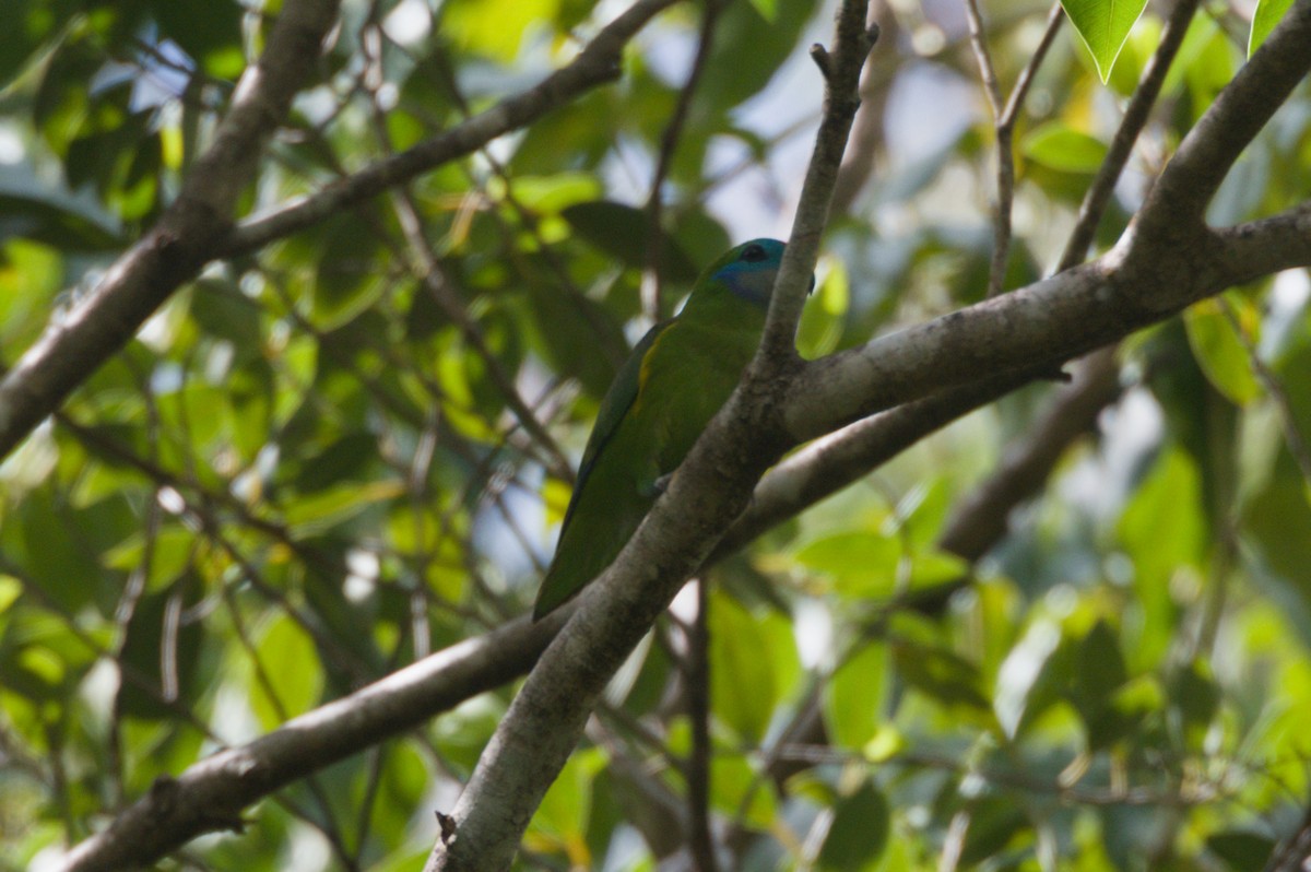Double-eyed Fig-Parrot - ML646693017