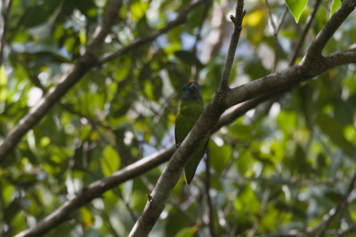 Double-eyed Fig-Parrot - ML646693018
