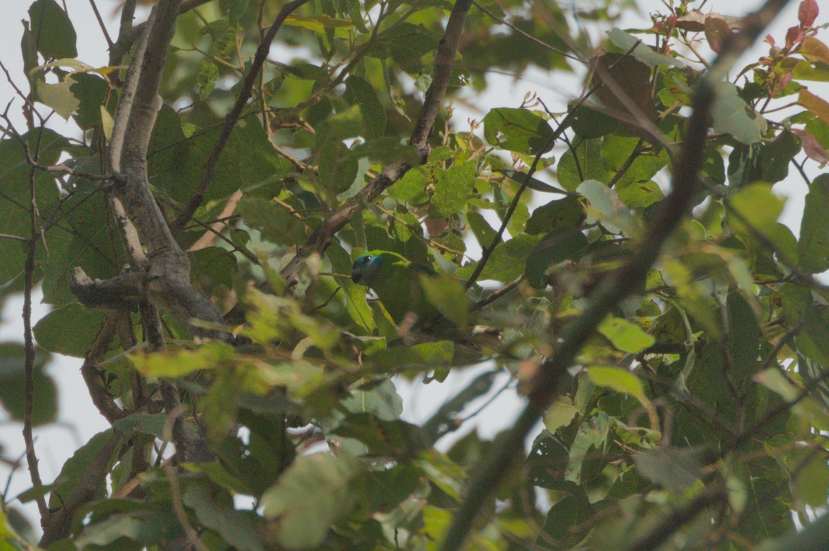 Double-eyed Fig-Parrot - ML646693019
