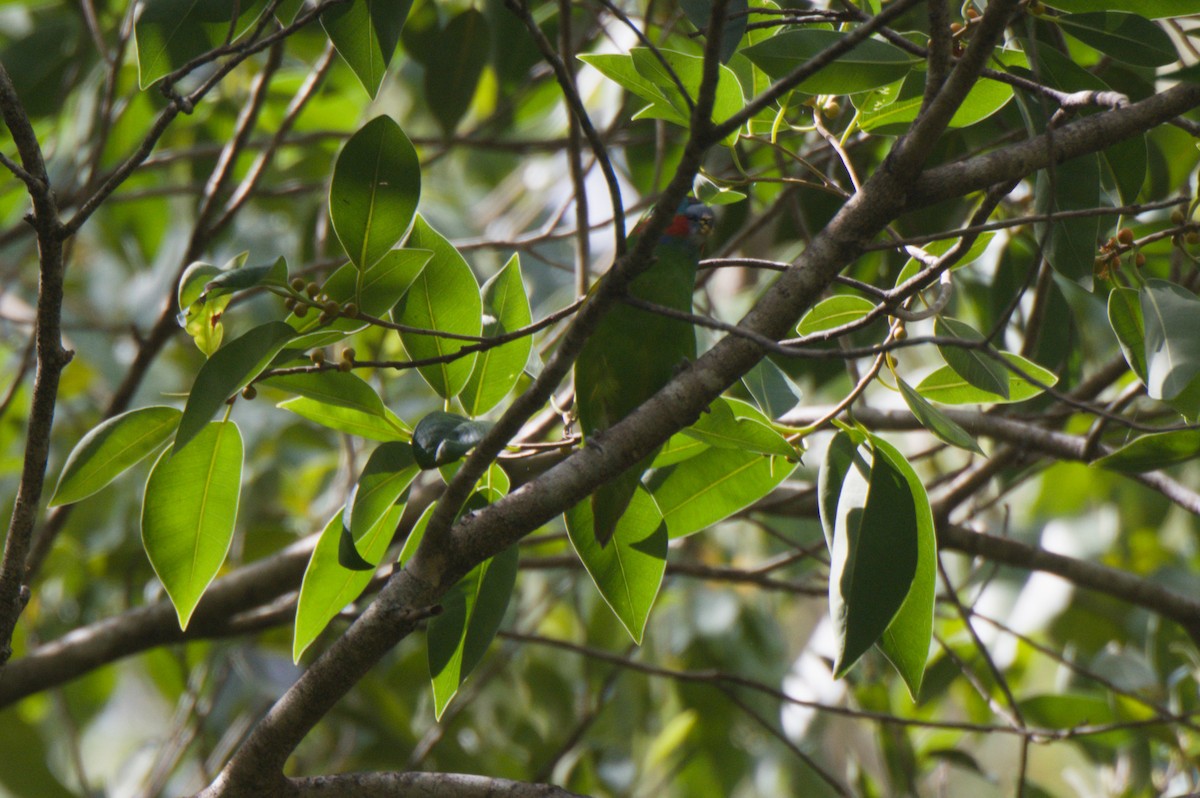 Double-eyed Fig-Parrot - ML646693020