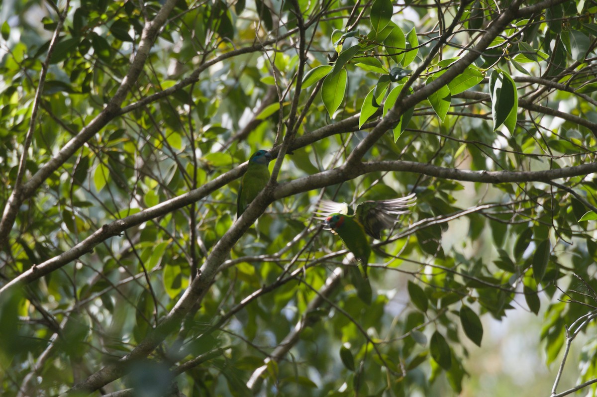 Double-eyed Fig-Parrot - ML646693021