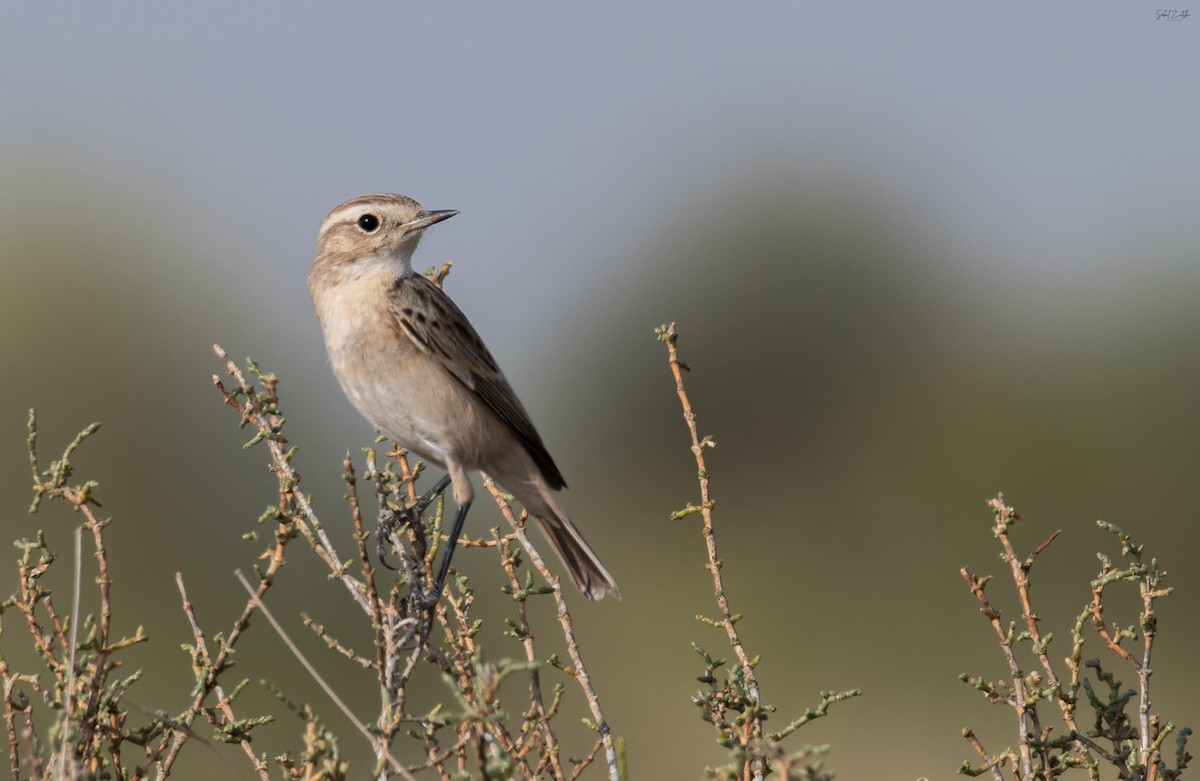 White-browed Bushchat - ML646693023