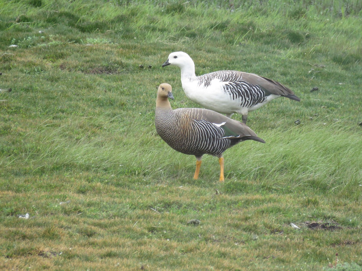 Upland Goose - ML646693024