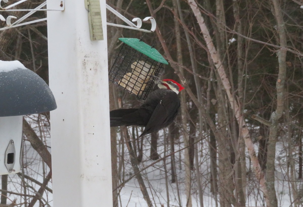 Pileated Woodpecker - ML646693025