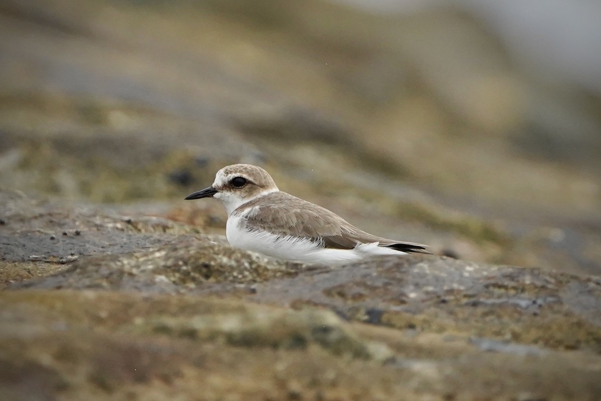 Kentish Plover - ML646693026