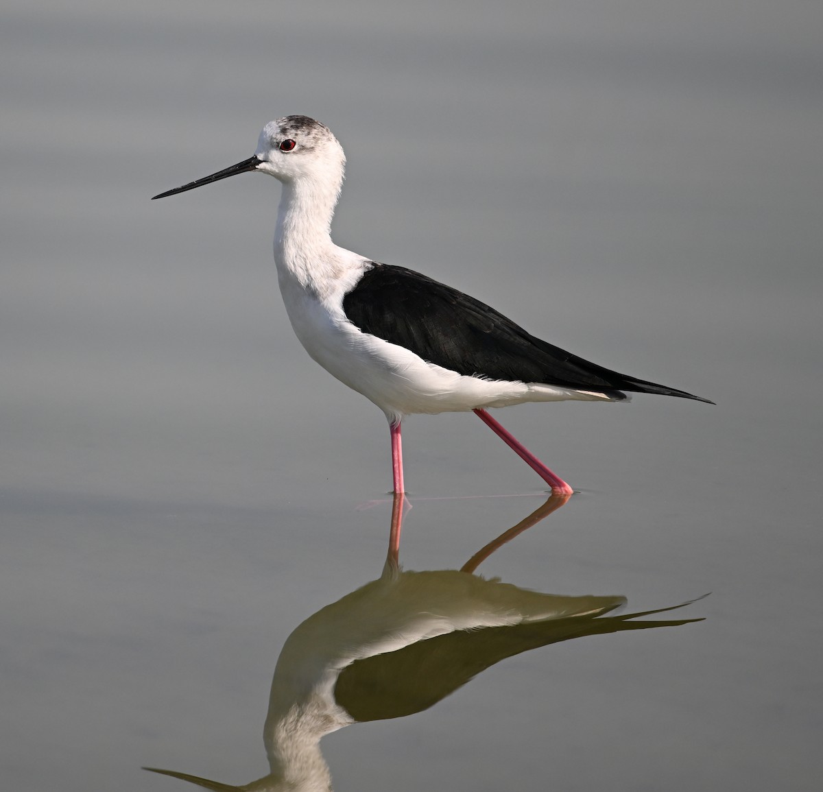 Black-winged Stilt - ML646693027