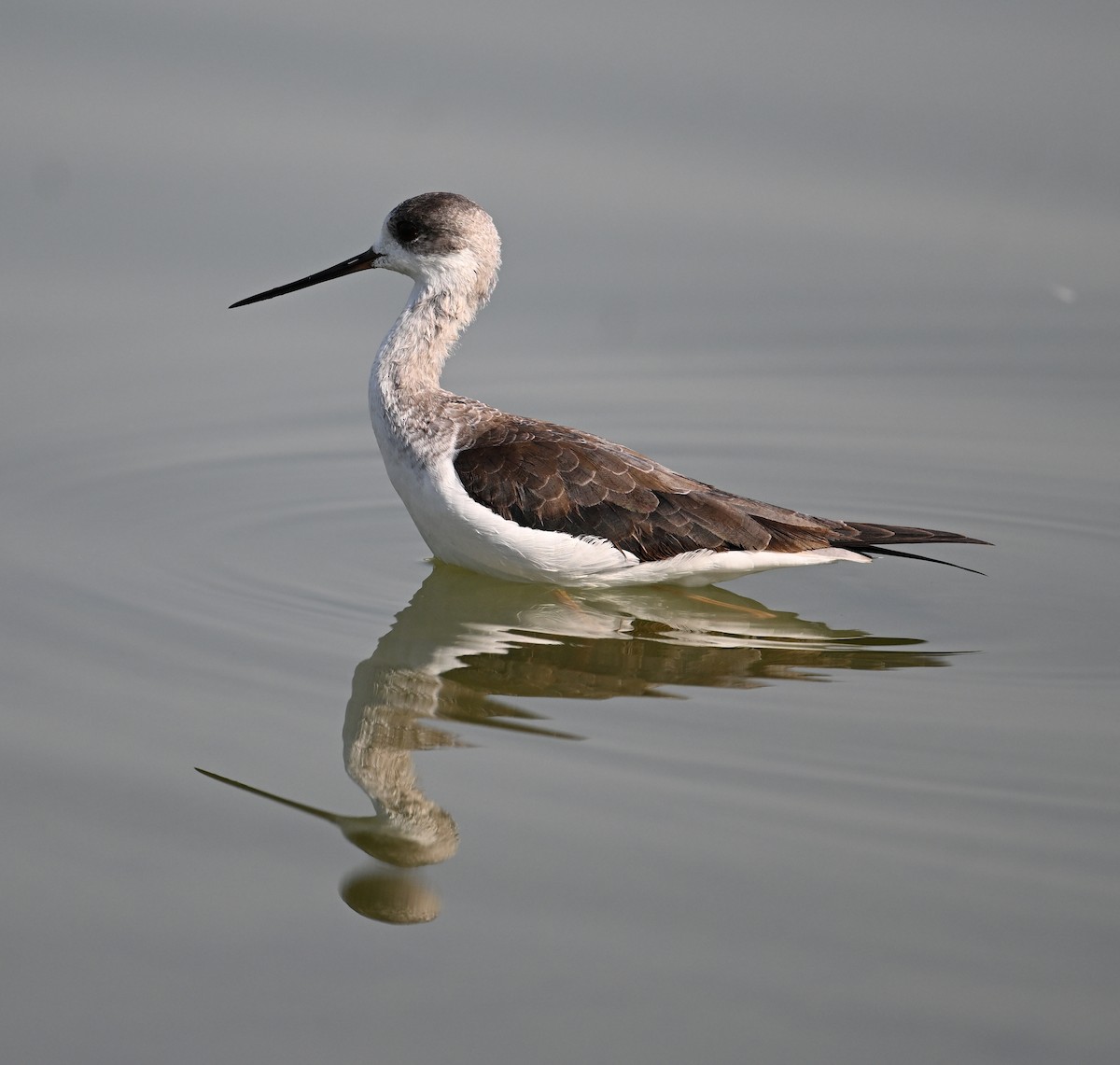 Black-winged Stilt - ML646693028