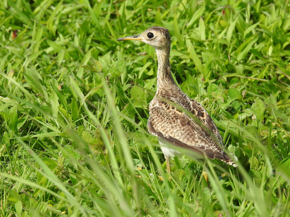 ביצנית זנבתנית - ML646693029