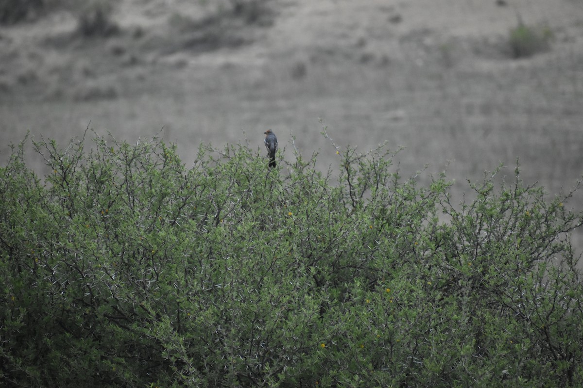 White-tipped Plantcutter - ML646693030