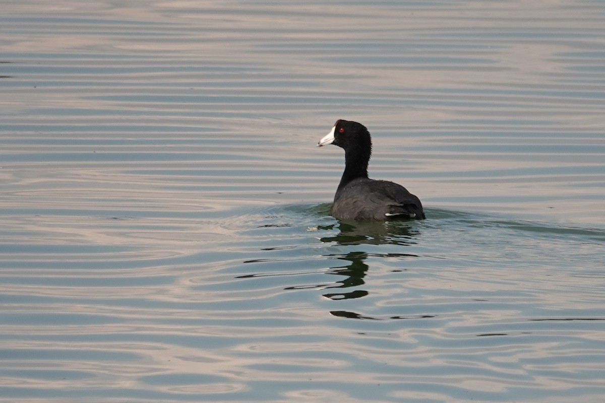American Coot - ML646693032