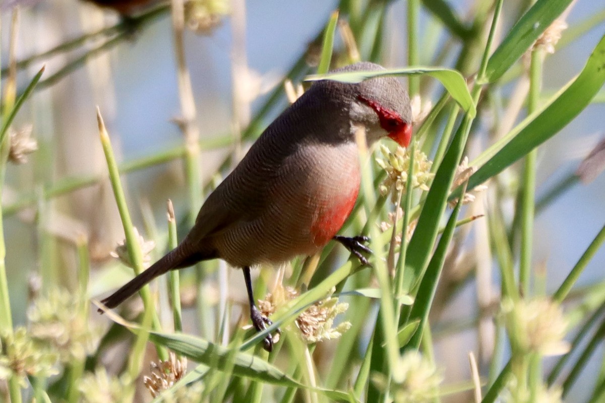Common Waxbill - ML646693034