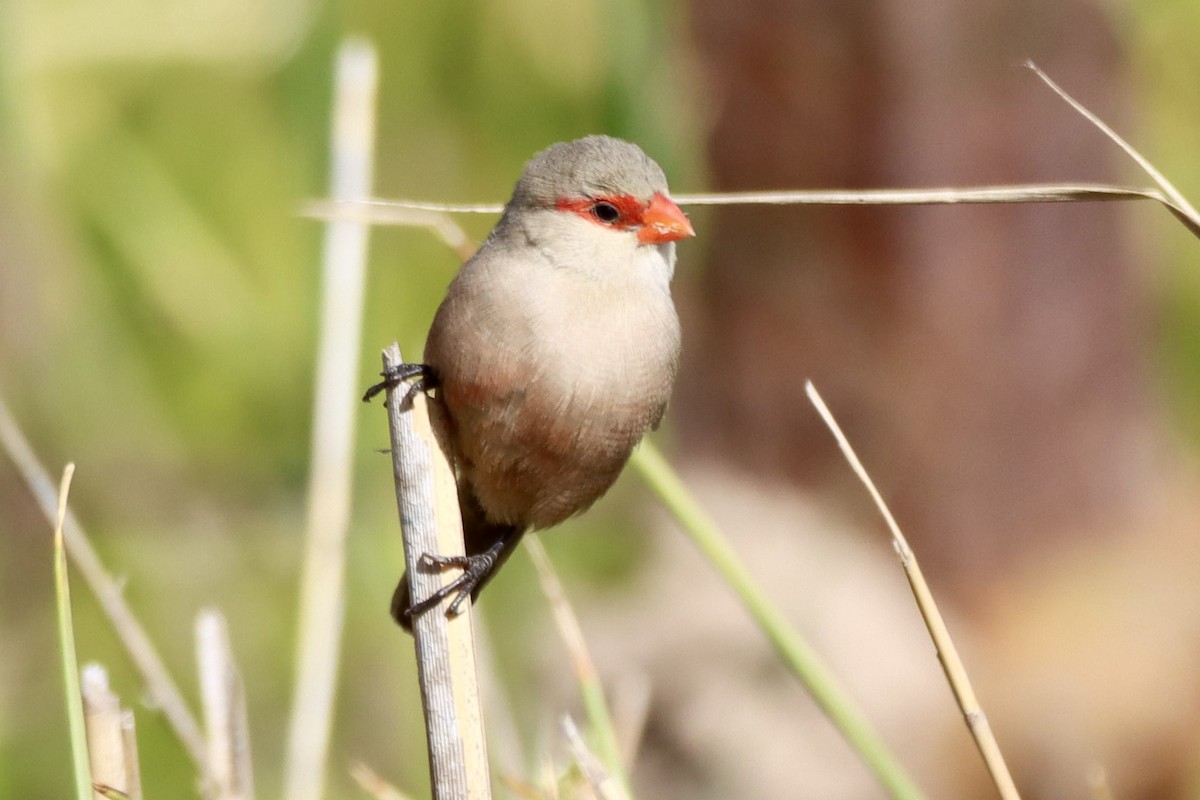 Common Waxbill - ML646693035