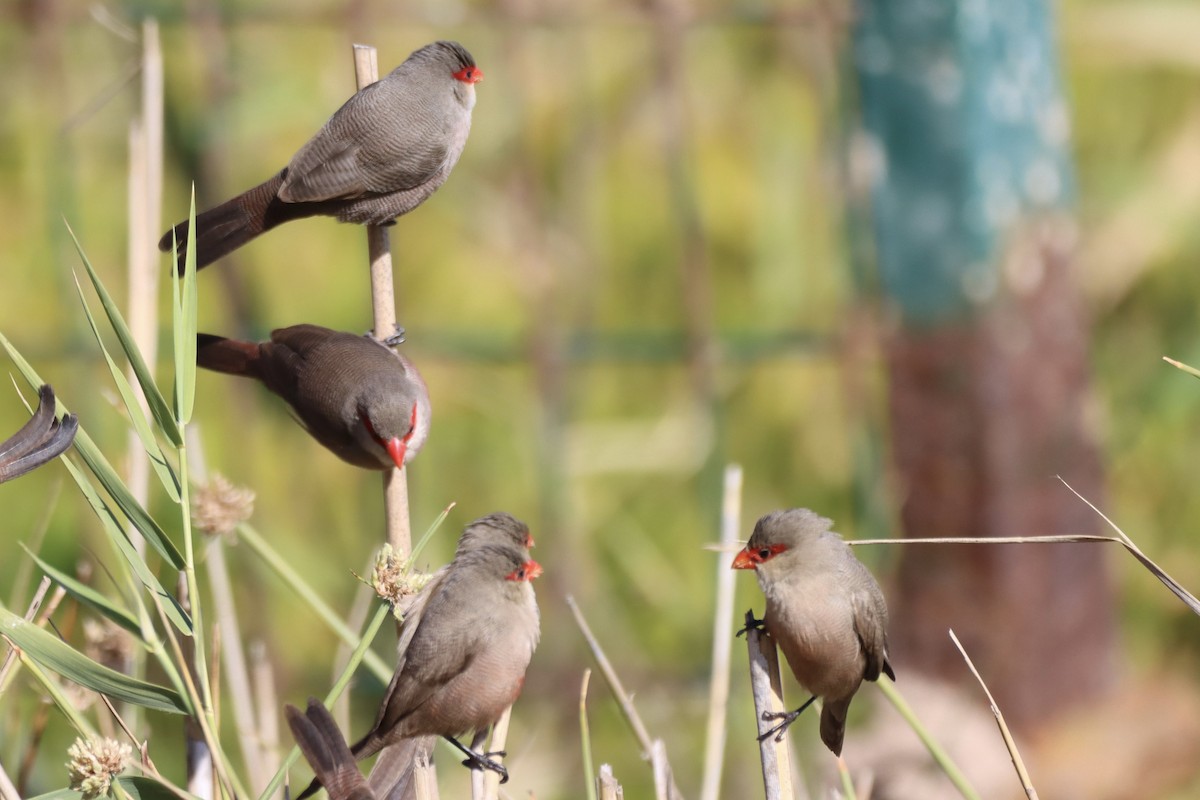 Common Waxbill - ML646693036