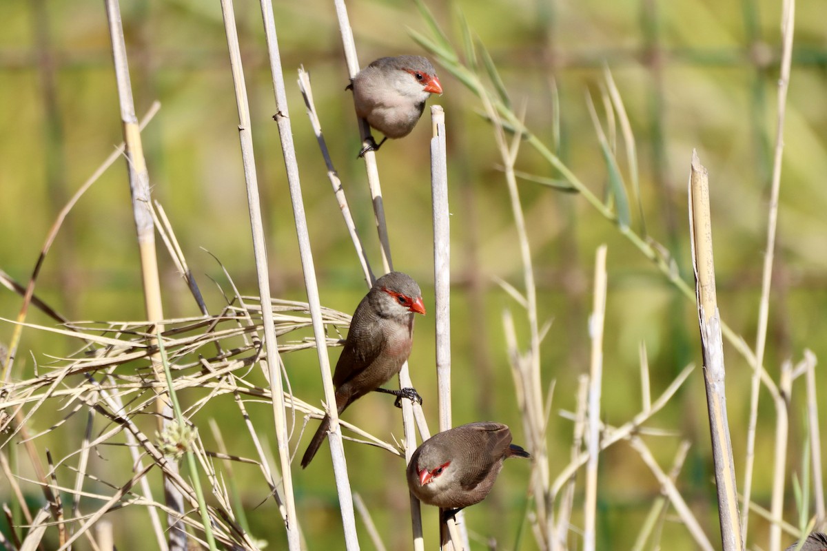 Common Waxbill - ML646693037
