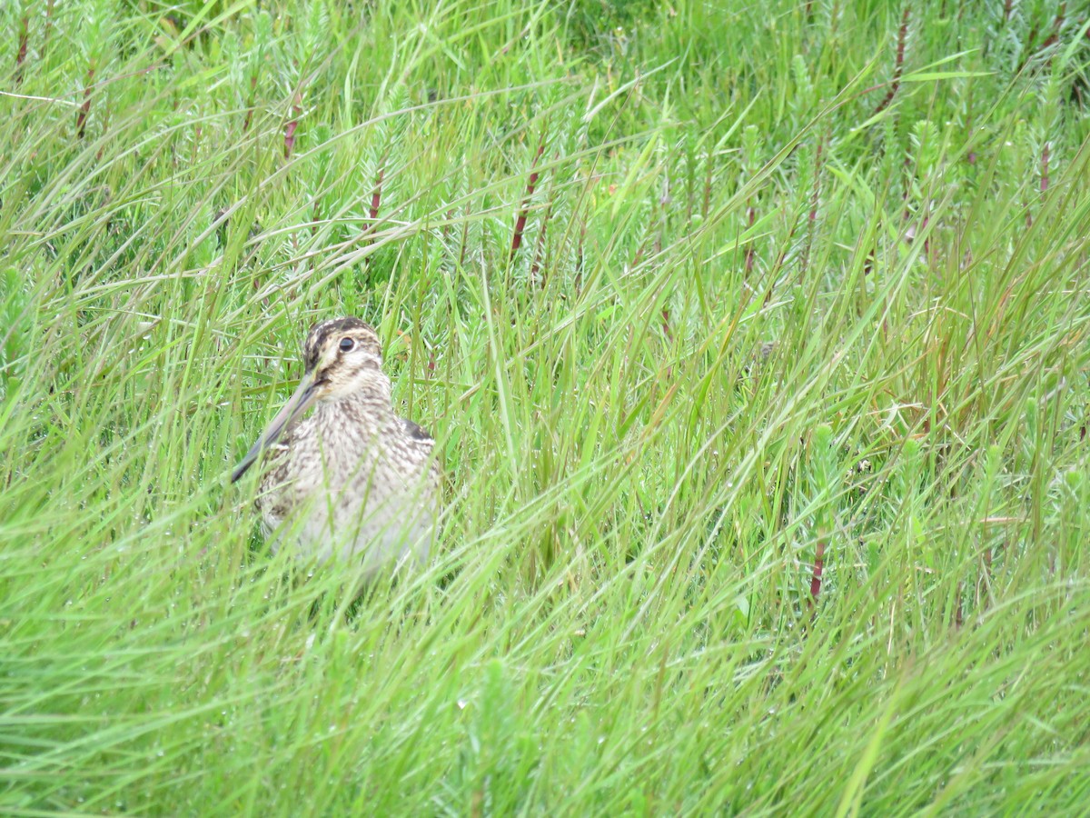 Magellanic Snipe - ML646693038
