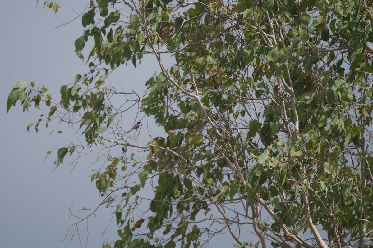 Leaden Flycatcher - ML646693039