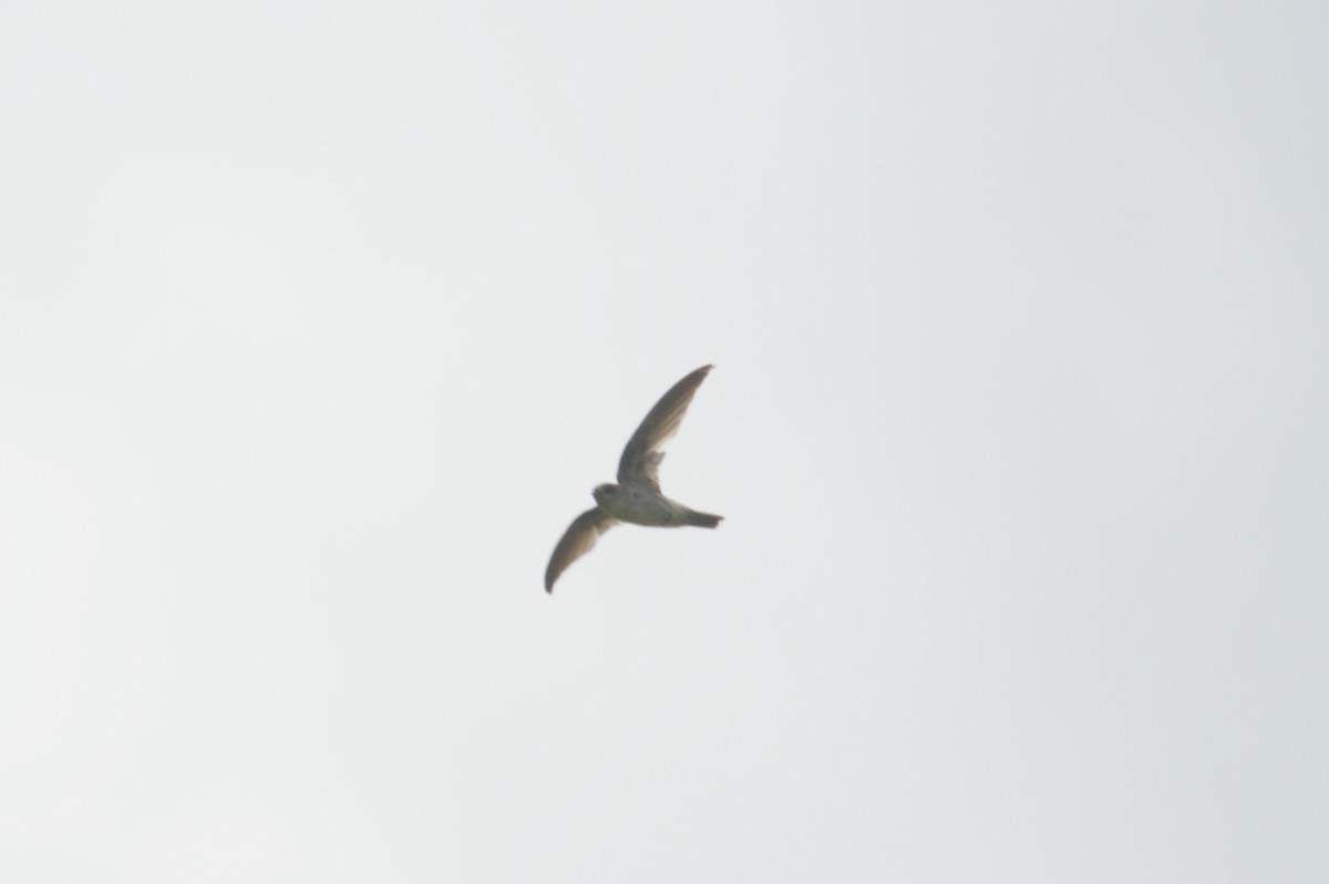 Australian Swiftlet - ML646693040