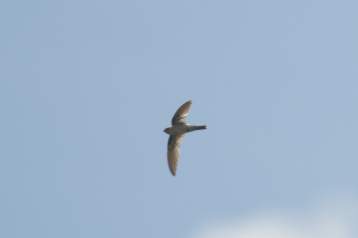 Australian Swiftlet - ML646693041