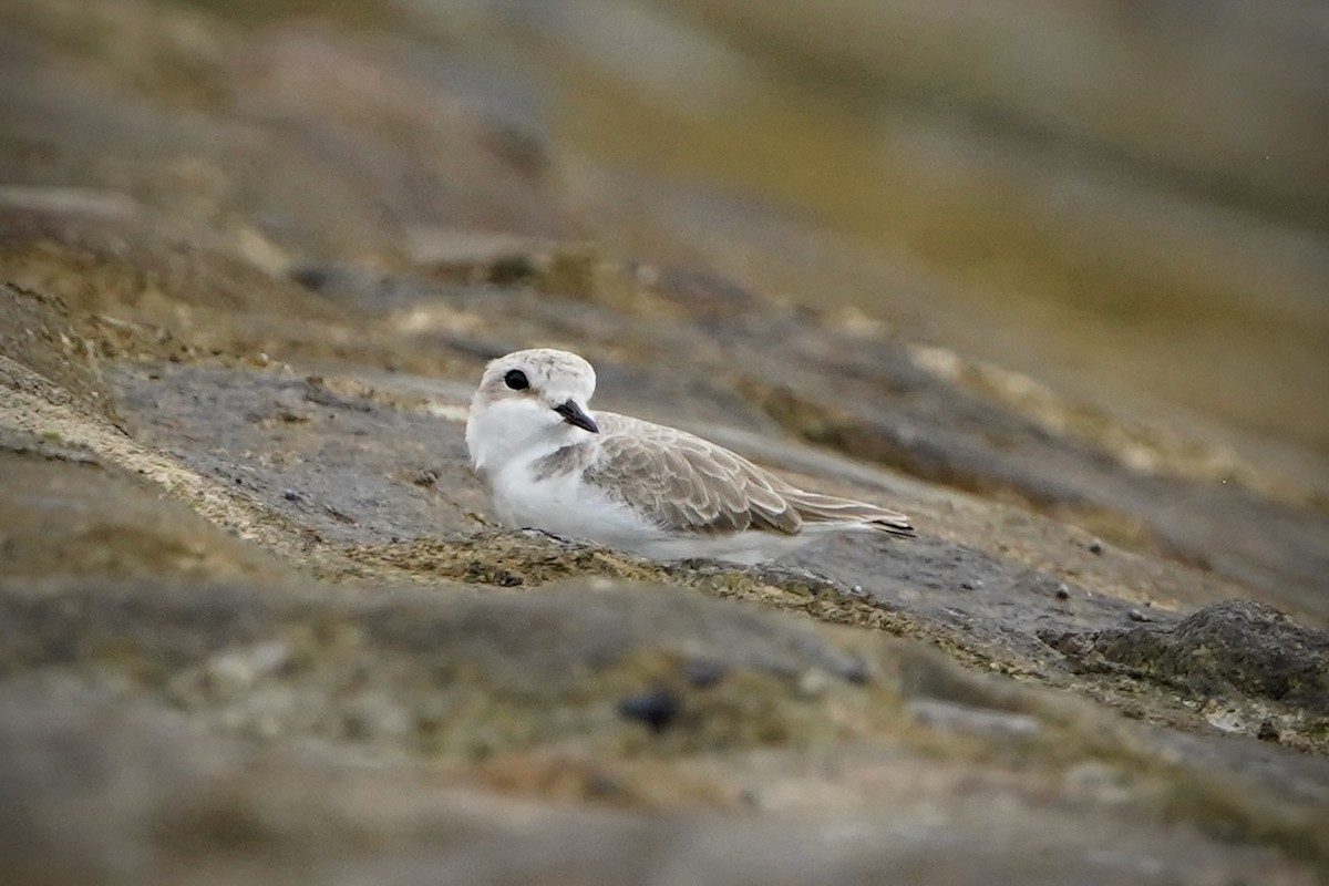 White-faced Plover - ML646693042