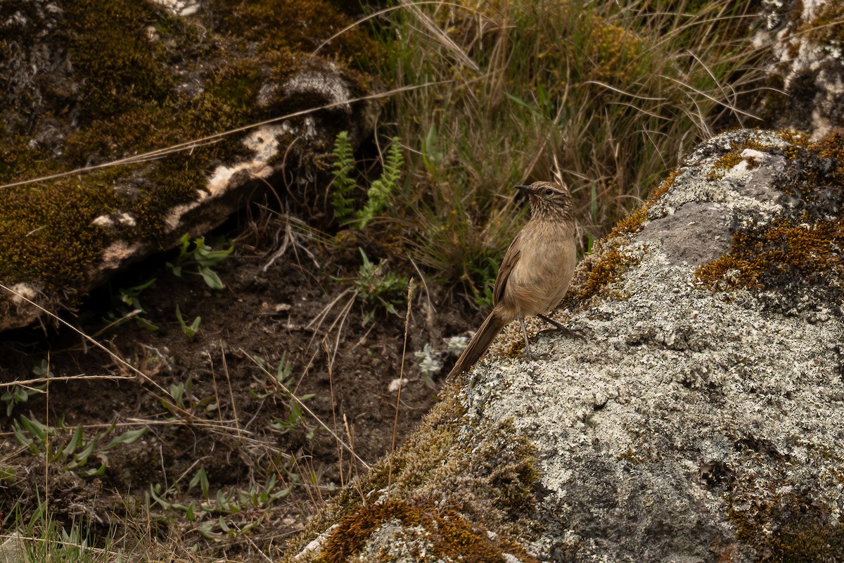 Streak-throated Canastero - ML646693043