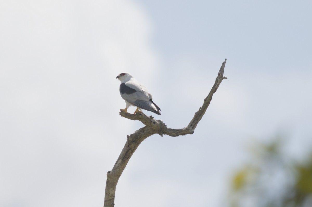 Black-shouldered Kite - ML646693044