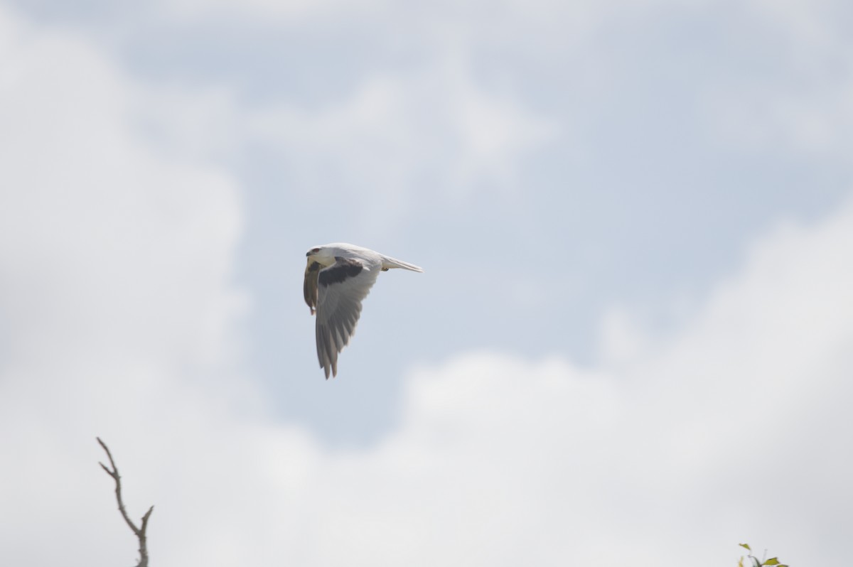 Black-shouldered Kite - ML646693045