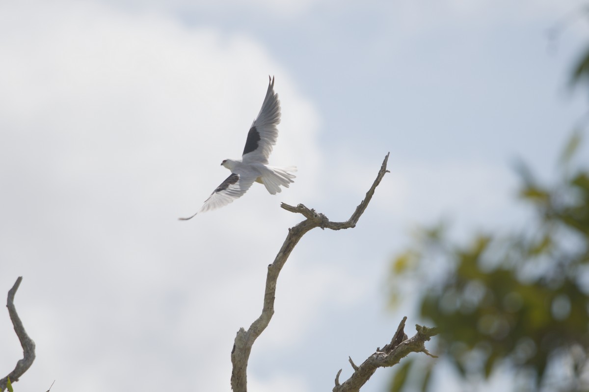 Black-shouldered Kite - ML646693046