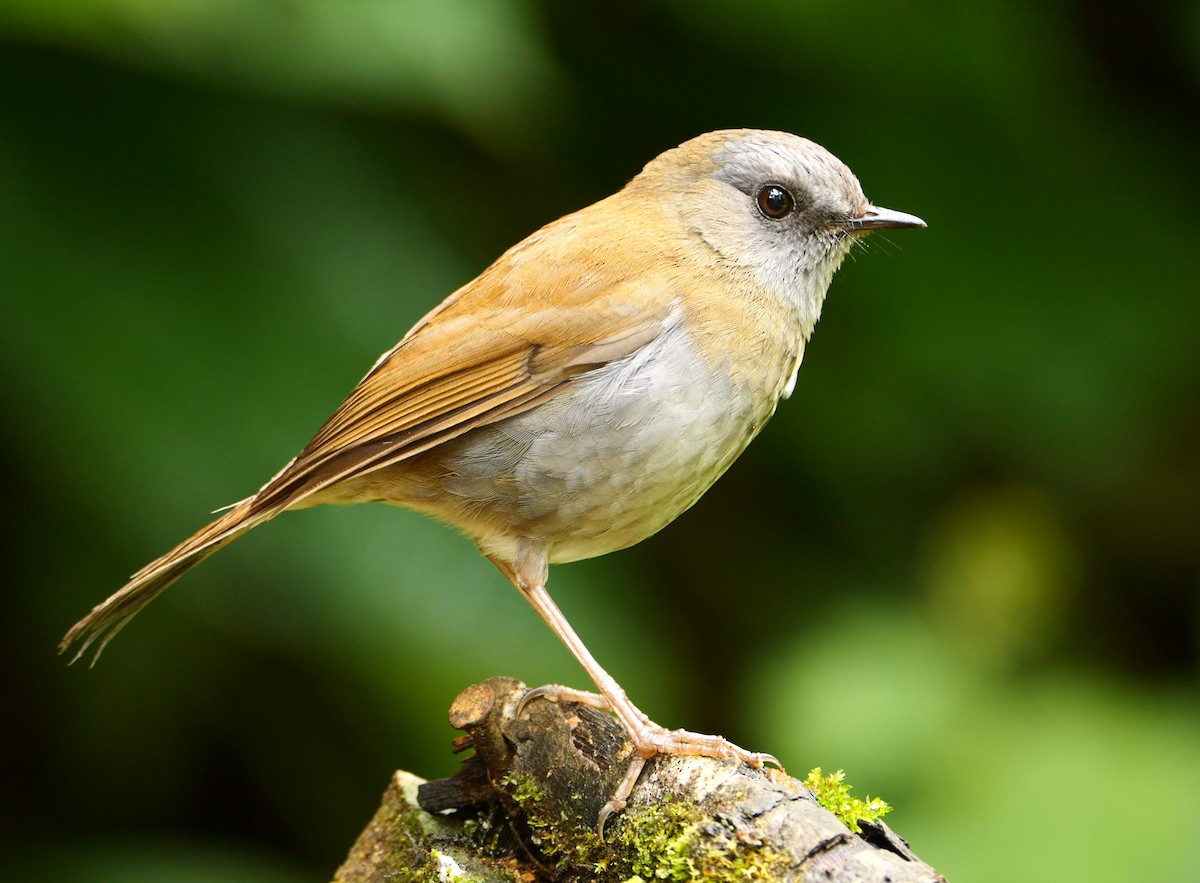 Black-billed Nightingale-Thrush - ML646693047