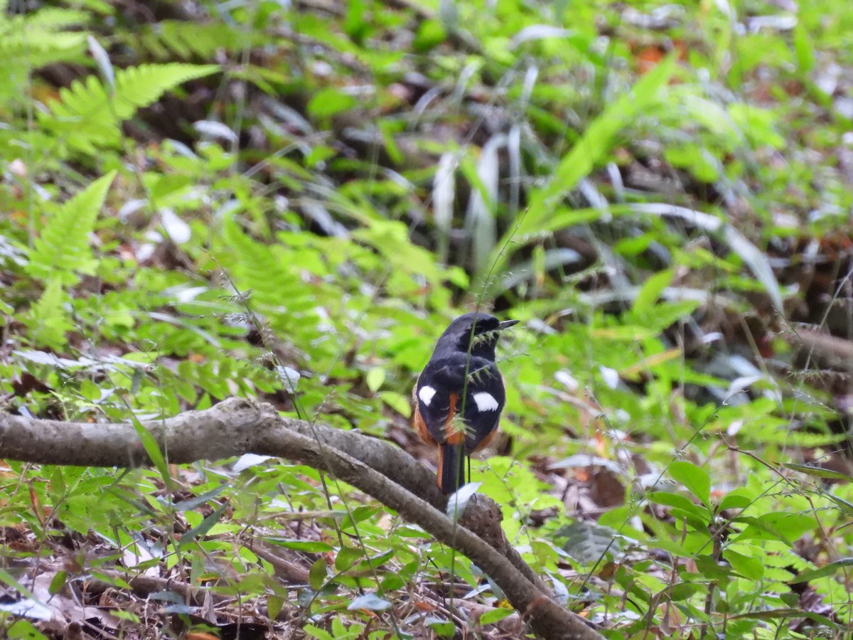 Daurian Redstart - ML646693051