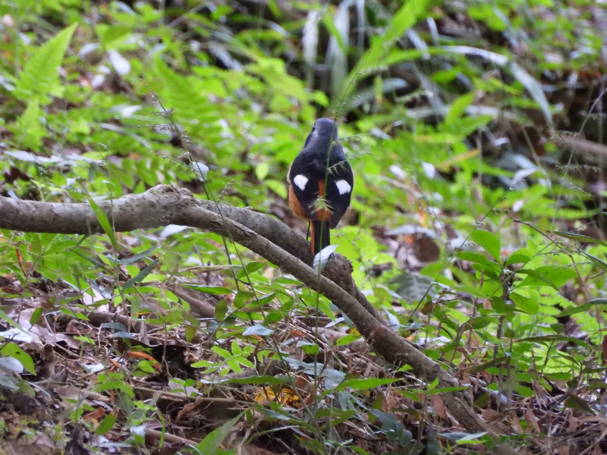 Daurian Redstart - ML646693053