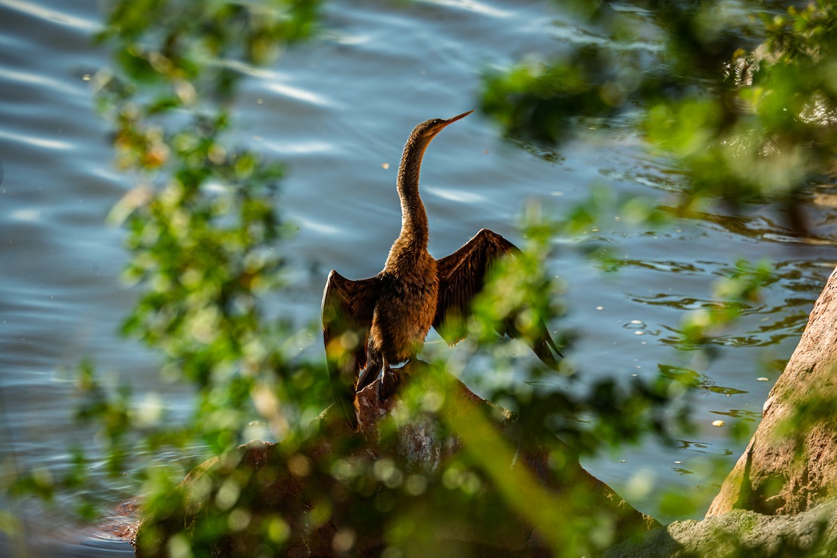 Anhinga - ML646693054