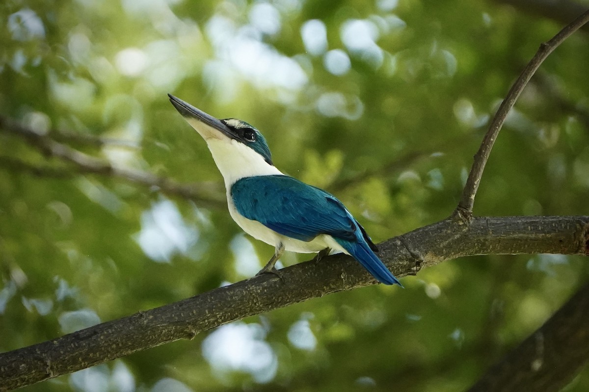 Martin-chasseur à collier blanc - ML646693058