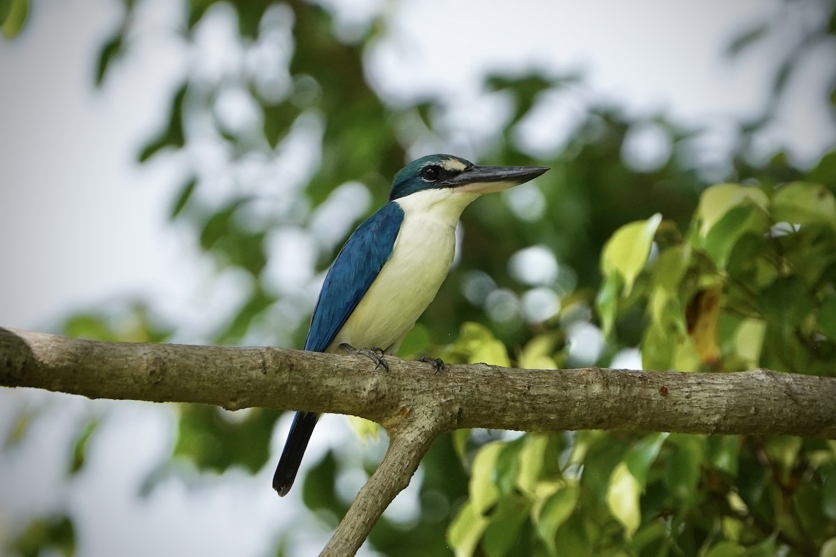 Martin-chasseur à collier blanc - ML646693059