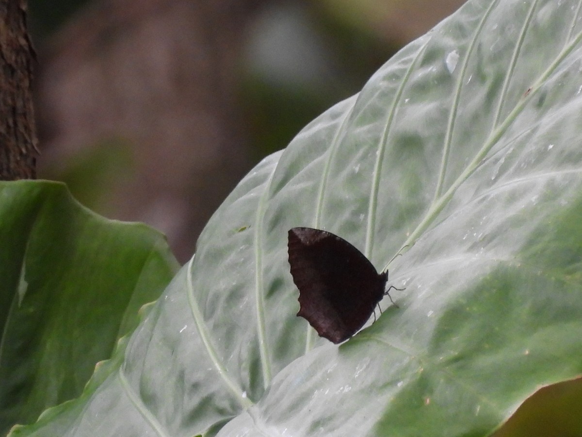 Animals - ML646693060