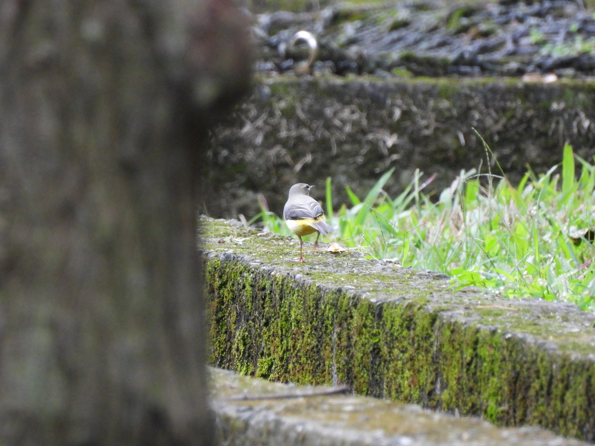 Gray Wagtail - ML646693062
