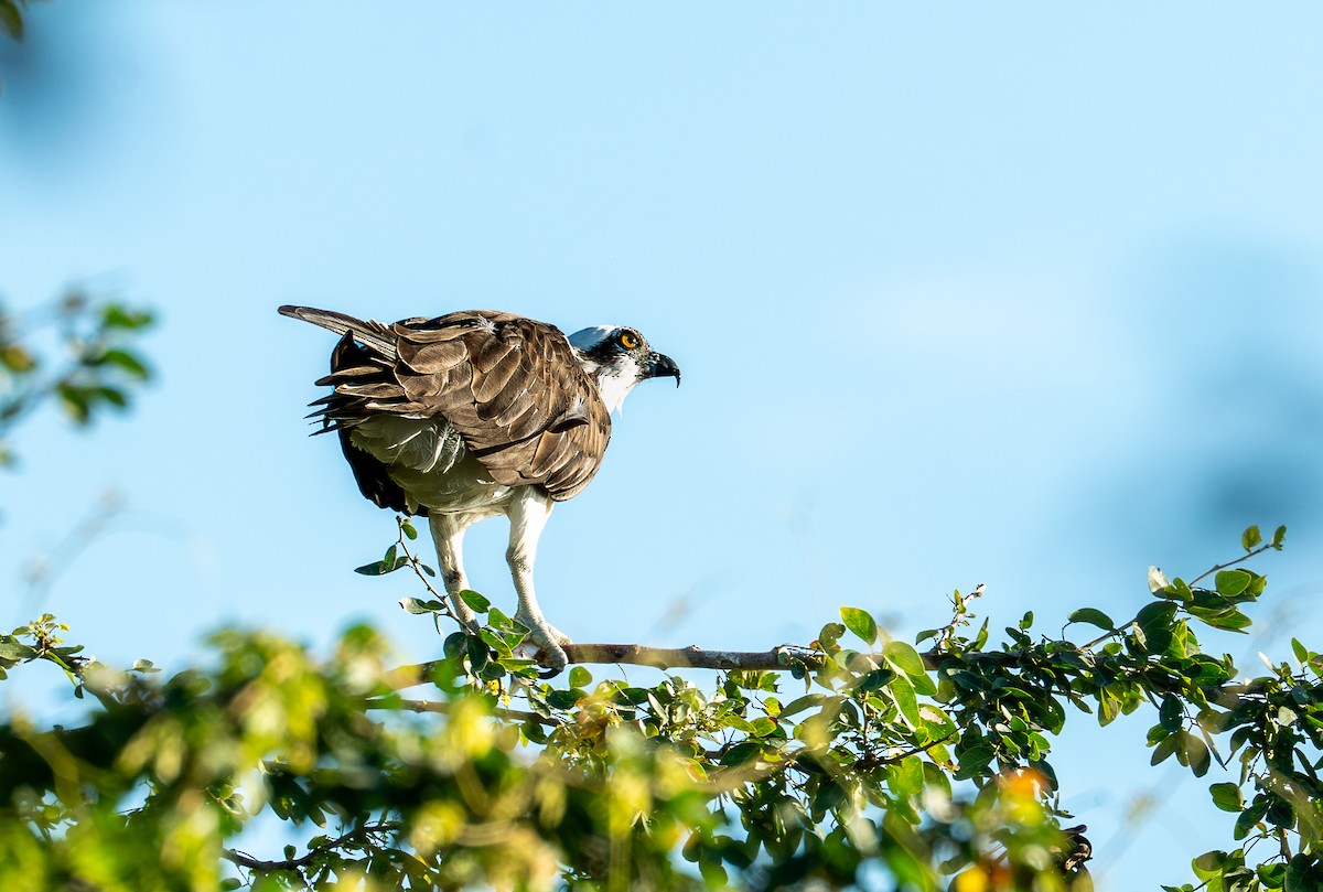 Osprey - ML646693063