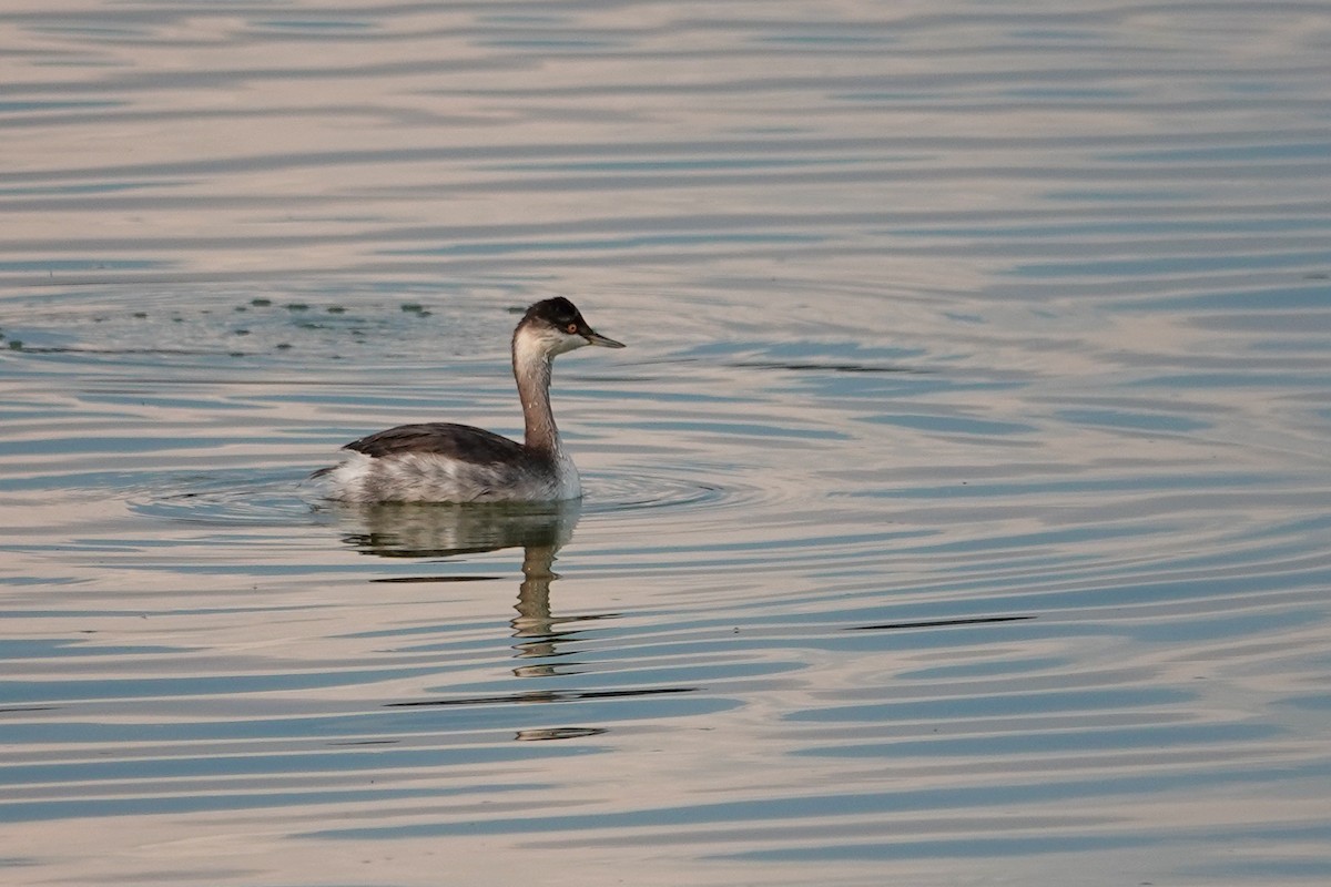 Zampullín Cuellinegro - ML646693064