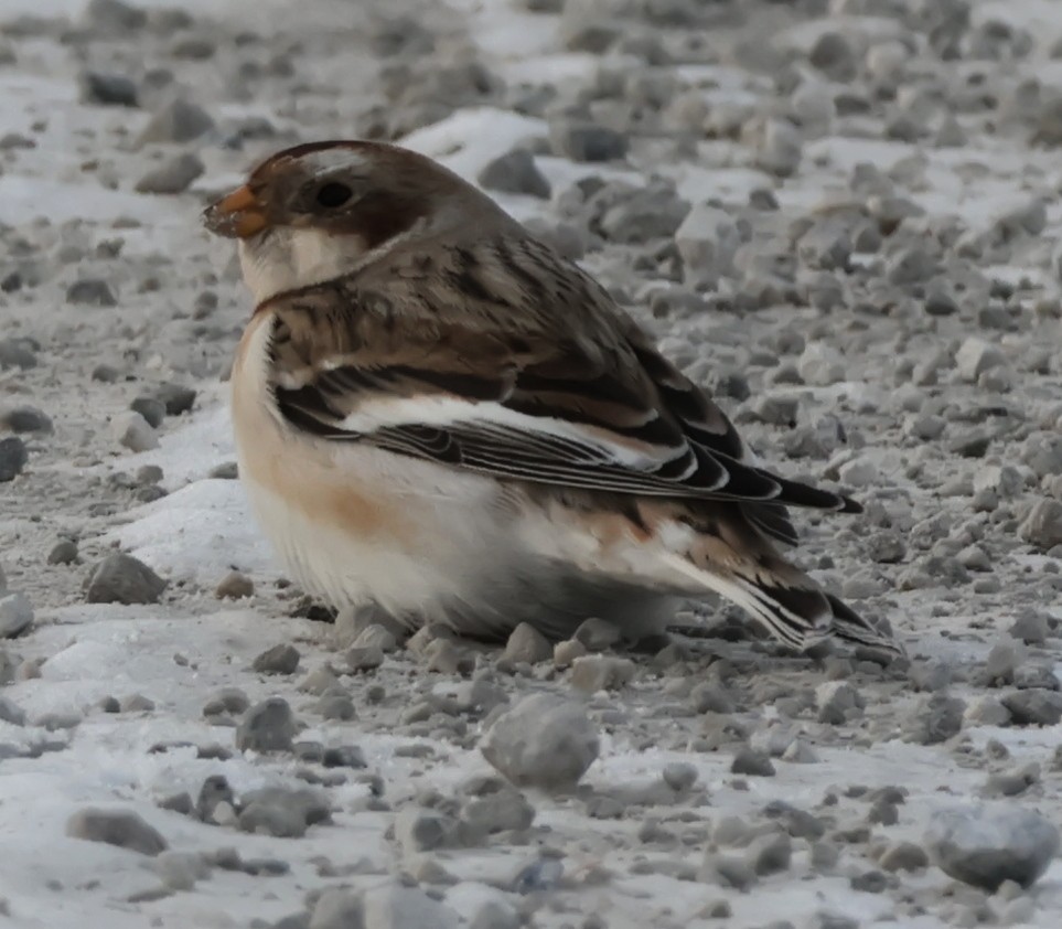 Цасч хөмрөг - ML646693065